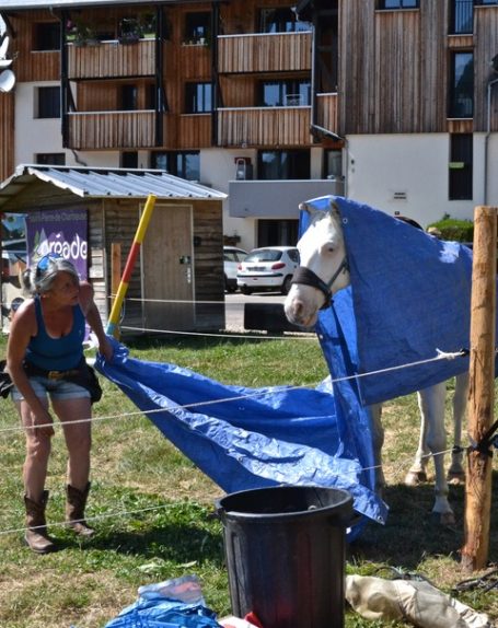 Equus cartusia - Eskimo fait le show