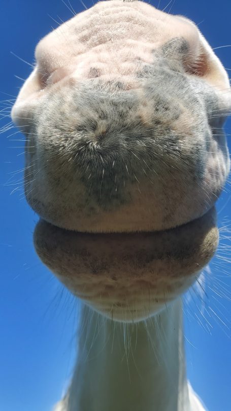 Mon gros nez adoré